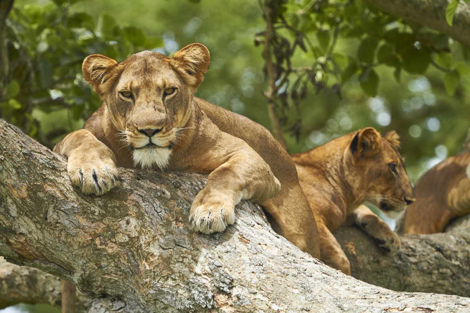 Tree-Climbing Lions of Ishasha