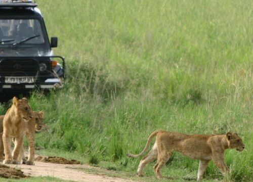 Lion Tracking in Queen Elizabeth national park