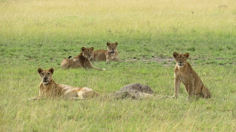 Lion tracking in Queen Elizabeth national park