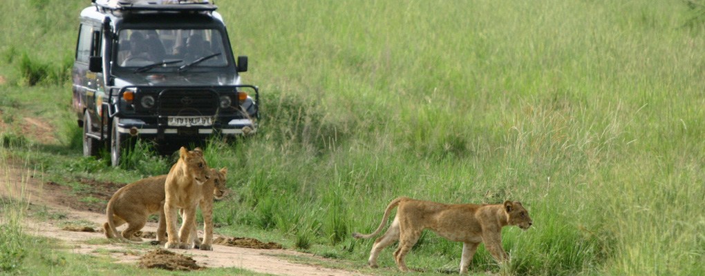 Lion tracking in Queen Elizabeth national park