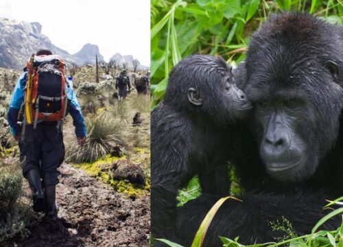 13 Days Mount Rwenzori Hike and Gorilla Trekking