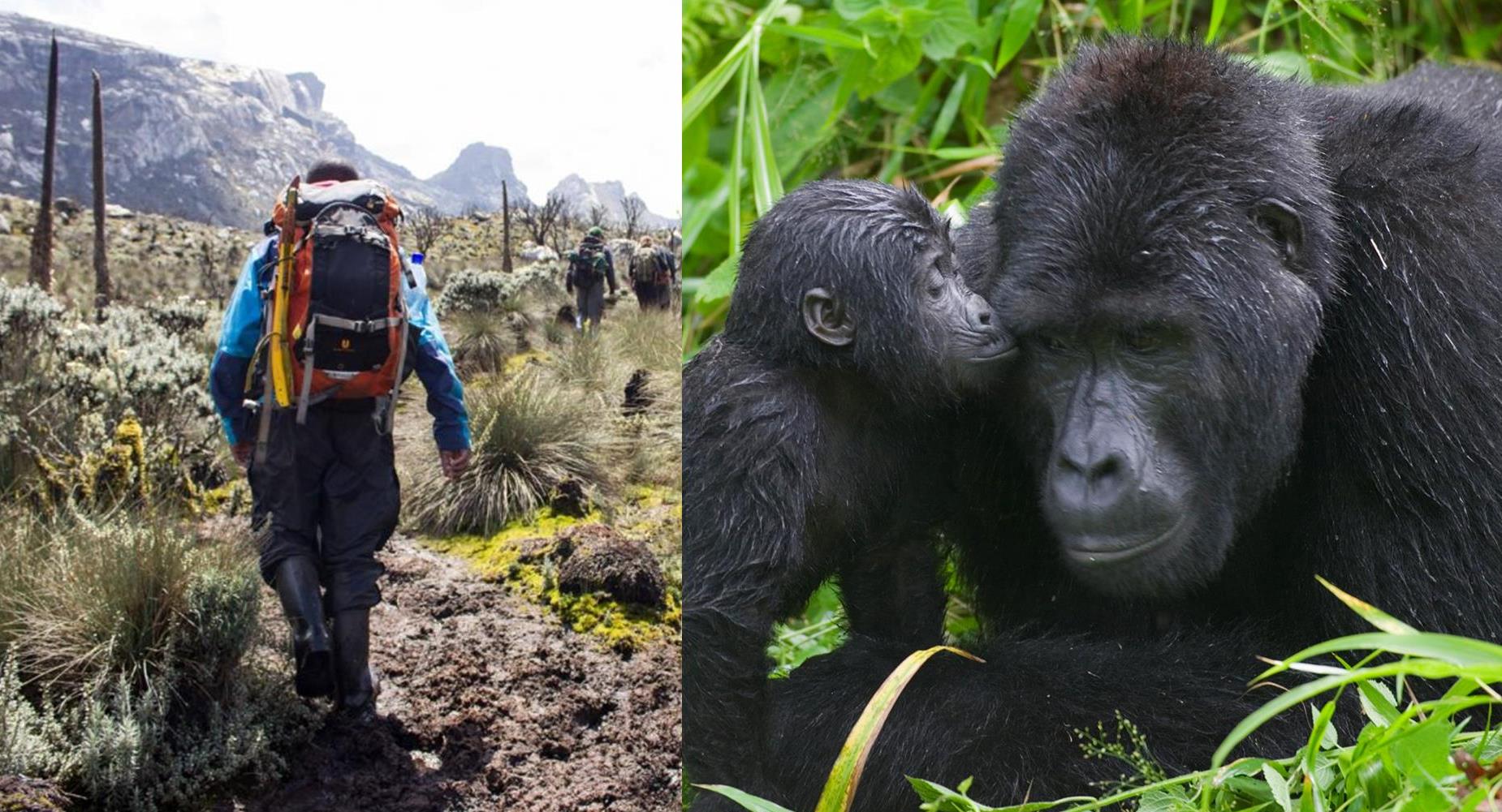 13 Days Mount Rwenzori Hike and Gorilla 