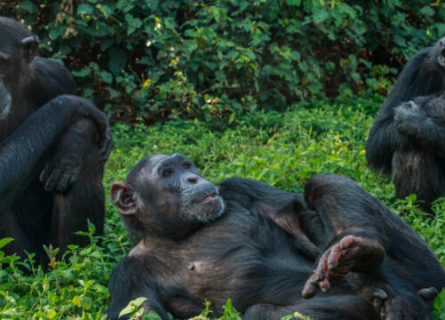 5 Days Uganda Primates Tour