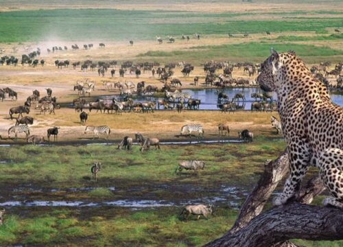 1 Day Tanzania Ngorongoro Crater Safari