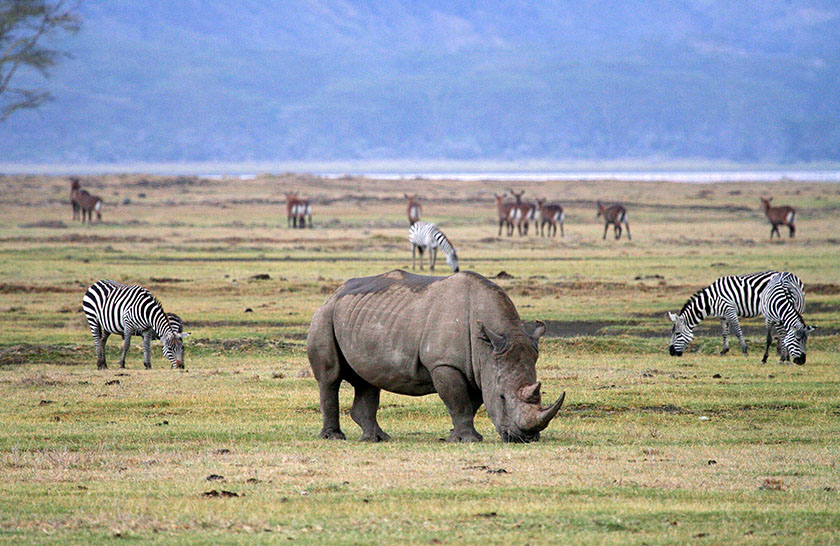 1 Day Tanzania Ngorongoro Crater Safari