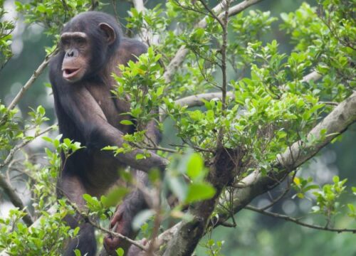 Nyungwe Forest Primate Safari