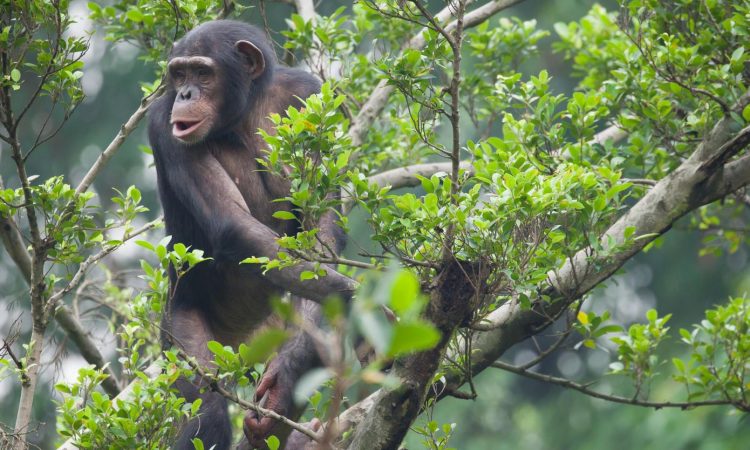 Nyungwe forest primate safari