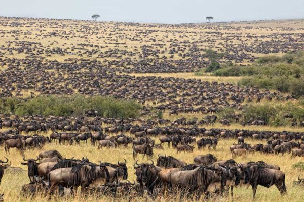 Best Time to visit Serengeti