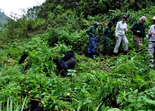 How much does a gorilla trekking permit cost?