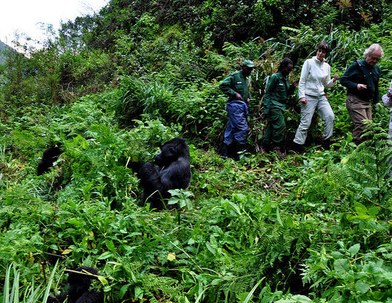 Best Rwanda Gorilla Tours