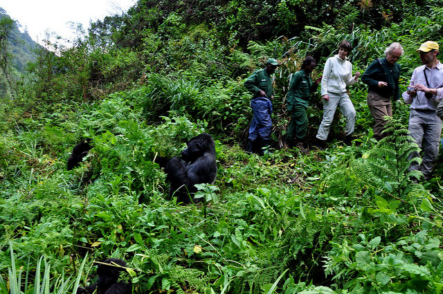 Which sector is the best for gorilla trekking