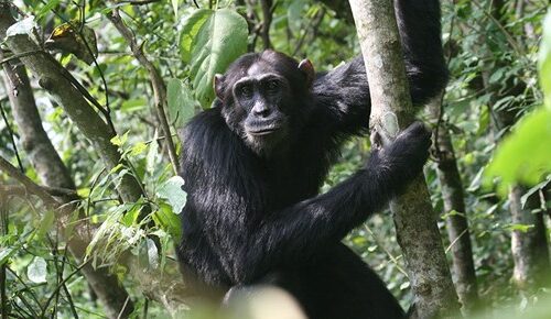 5 Day Murchison Falls and Budongo chimp trekking safari