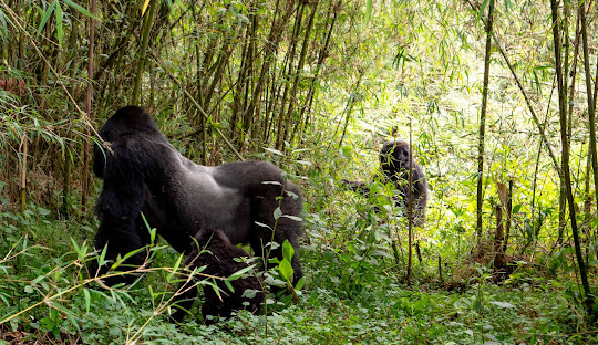 5 Days Rwanda Gorilla and Karisimbi Volcano