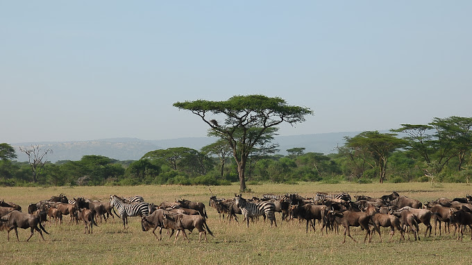 best safari route in Tanzania
