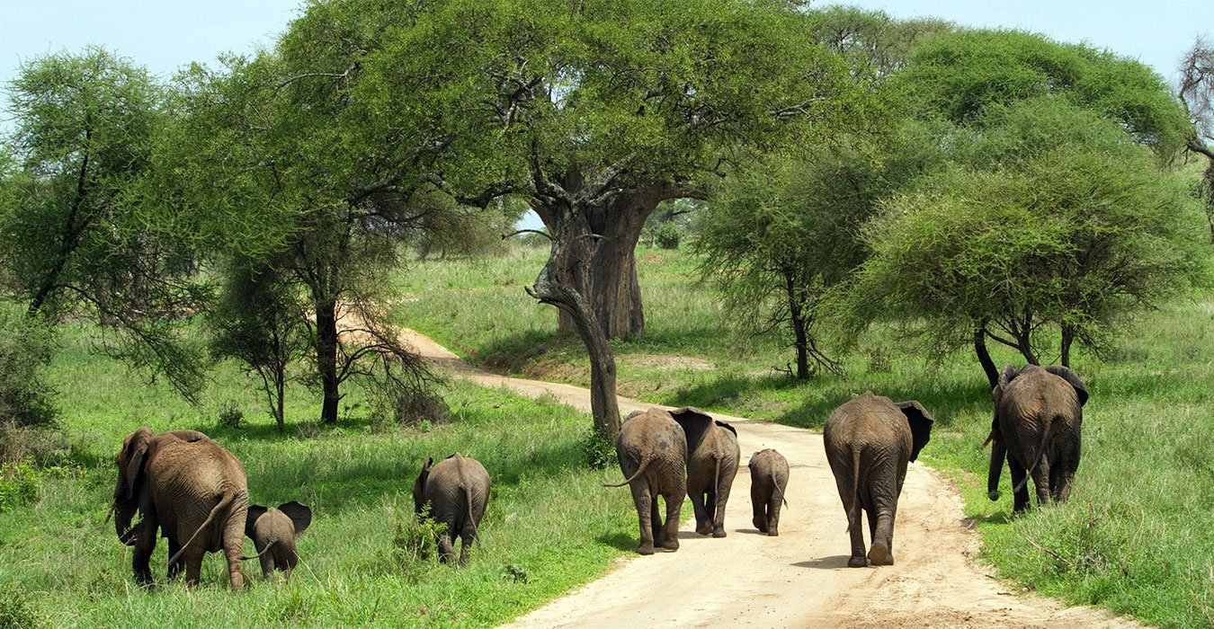 Tarangire National Park safari landscape in Tanzania