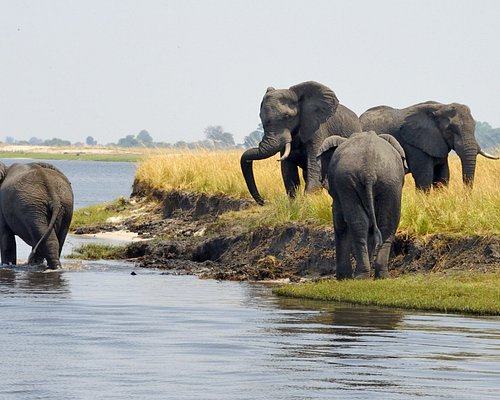 1 Day Chobe from Victoria Falls Zimbabwe