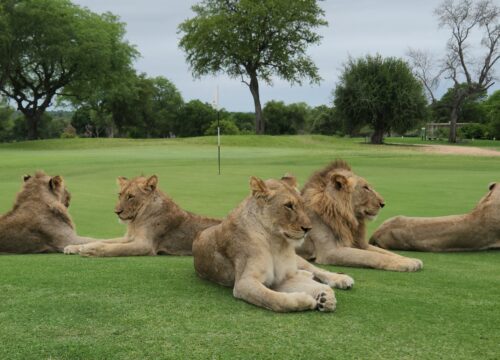  6 Days Golf and Big 5 South Africa Tour