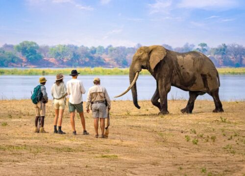 8 Days Zambia Walking Safari | South Luangwa & North Luangwa Walking Safari Adventure