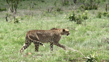 3 Days Kruger National Park Experience