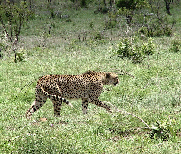 3 Days Kruger National Park Safari