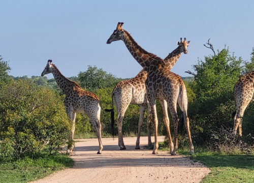 6 Days Greater Kruger Park South Africa's Garden Route