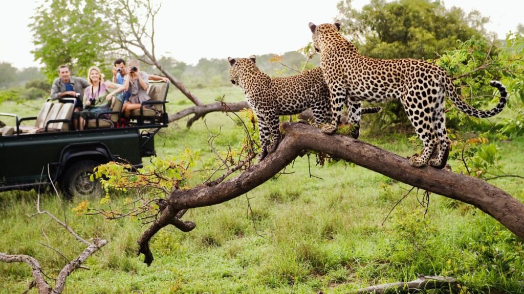 10 Days South Africa Safari Splendor