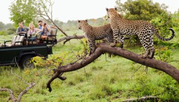 10 Days South Africa Safari Splendor