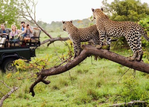 10 Days South Africa Safari Splendor