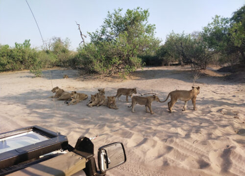 7 Days Botswana Luxury Safari