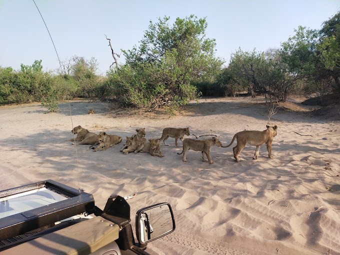 7 Days Botswana Luxury Safari
