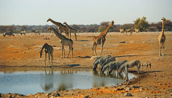 12 Days Zimbabwe Wildlife Safari