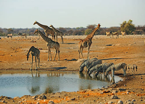 12 Days Zimbabwe Wildlife Safari