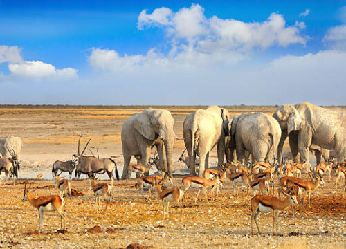 7 Days Namibia Safari