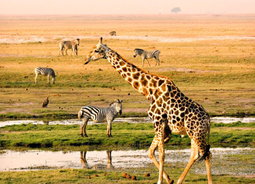 6 Days Namibia Safari
