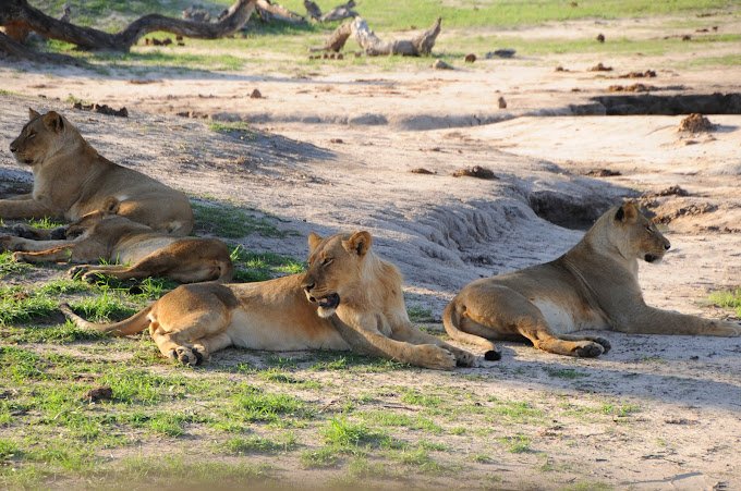 11 Days Malawi and Zambia Safari