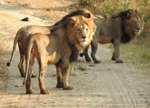 6 Days Victoria Falls and South Luangwa