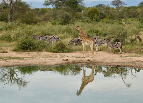 3 Days Kruger National Park Safari