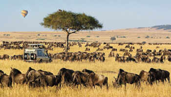 10 Days Kenya Wildlife Tour