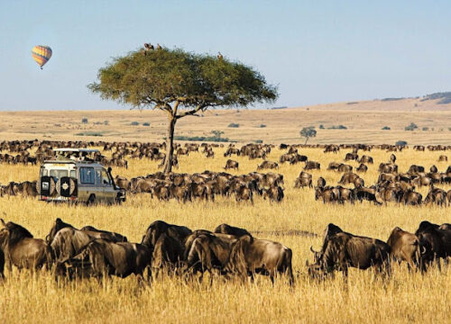 10 Days Kenya Wildlife Tour