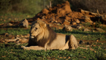 3-Day Safari to Queen Elizabeth National Park