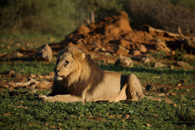 Safari to Queen Elizabeth National Park