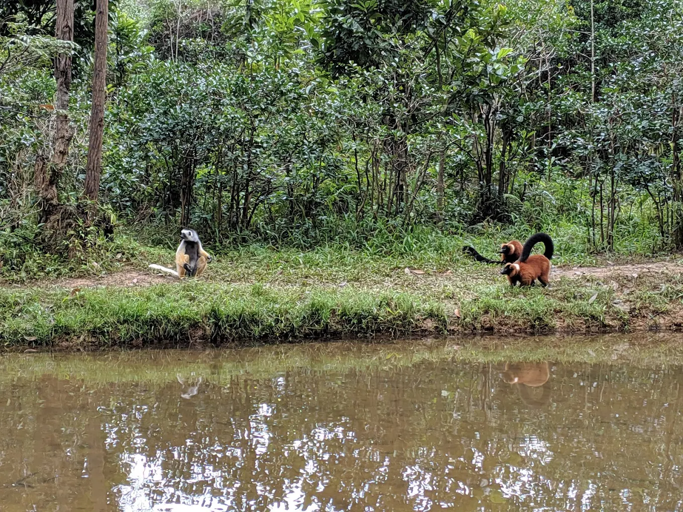 Rainforest lemurs Masoala adventure