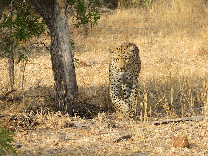 Sabi Sand Nature Reserve