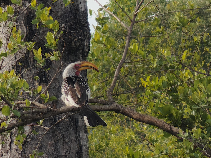 Sabi Sand Nature Reserve