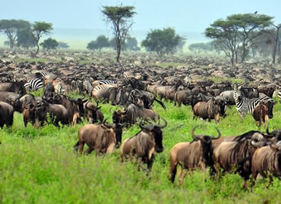 4 Days Serengeti Affordable Safari