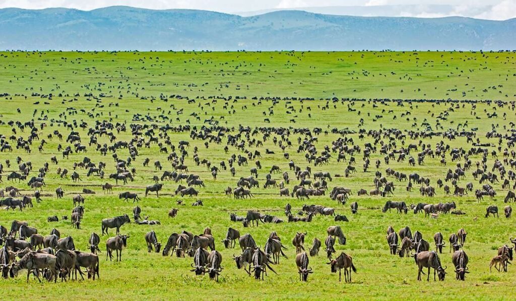 4 Days Serengeti Affordable Safari