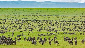 4 Days Serengeti Affordable Safari