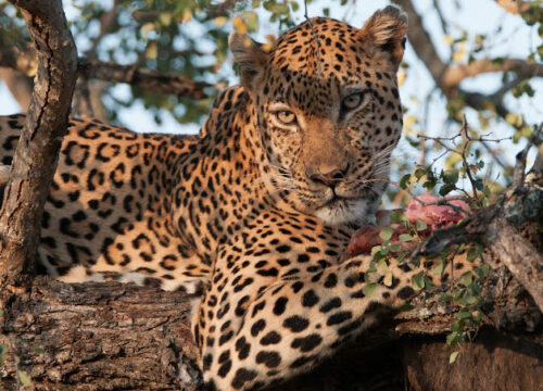 7 Days Tanzania Big Five Safari