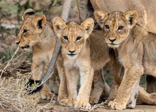 Kgalagadi Transfrontier Park