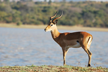 Vwaza Marsh Wildlife Reserve